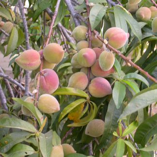 נקטרינה